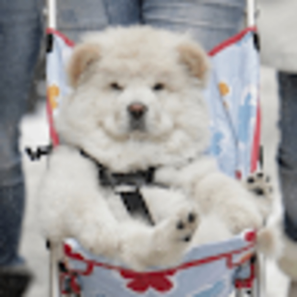 Meet your Posher, Kristin